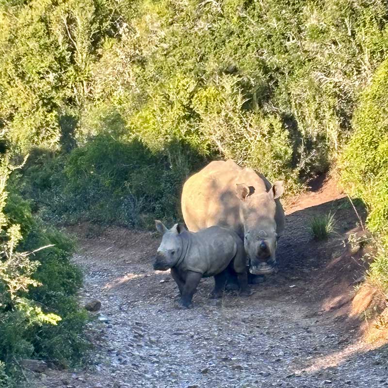 Kariega Game Reserve in Eastern Cape South Africa