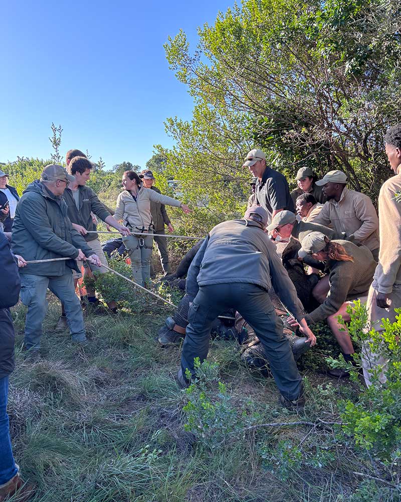 Kariega Game Reserve in Eastern Cape South Africa