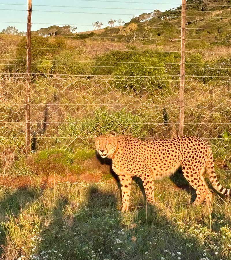 Kariega Game Reserve in Eastern Cape South Africa